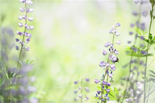 Wild Lupine 